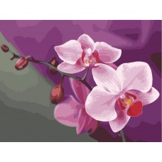 Розовые орхидеи (КНО1081)